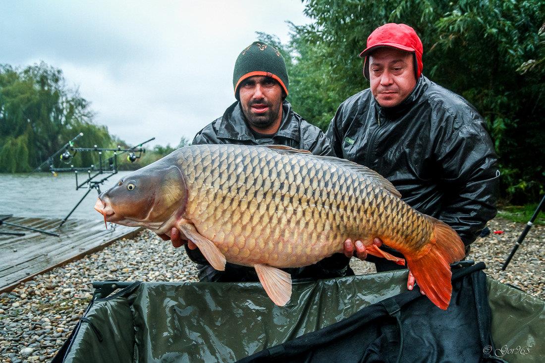 Cupa Toamnei !  8 - 11 octombrie 2015 - gor4852.jpg